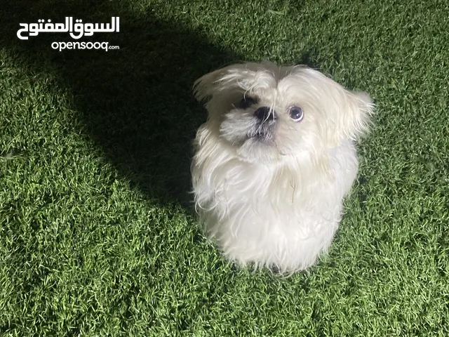 مالتيز ذكر نشيط
