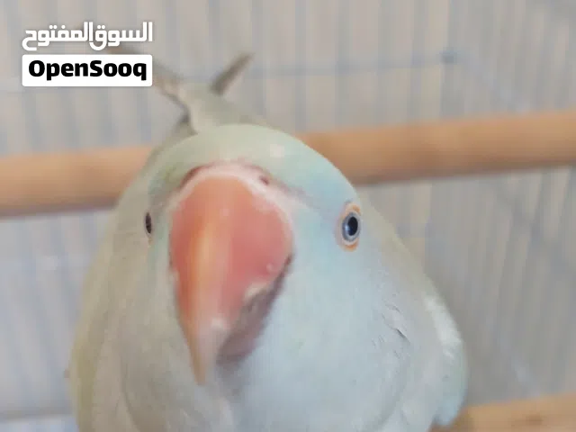 أنثى شبه اليفه
