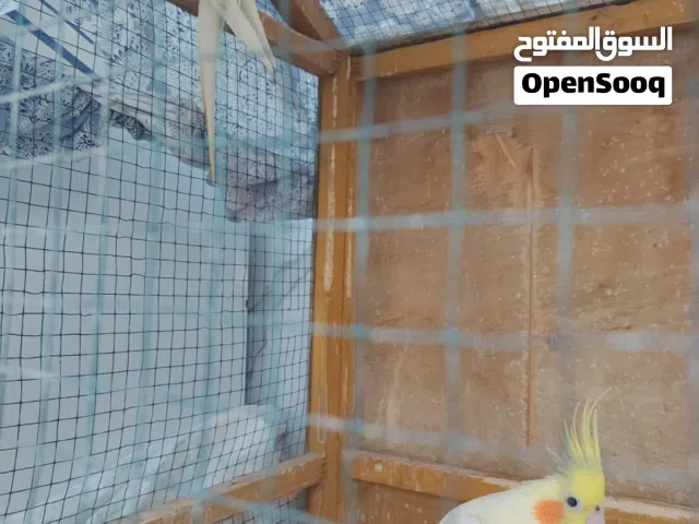 كوكتيــل ببغــاء