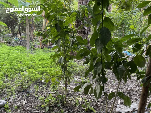 شتلات من مختلف الانواع بريال واحد فقط تعال و اقلع ل الطلب يرجى التواصل على الرقم الموجود في الوصف