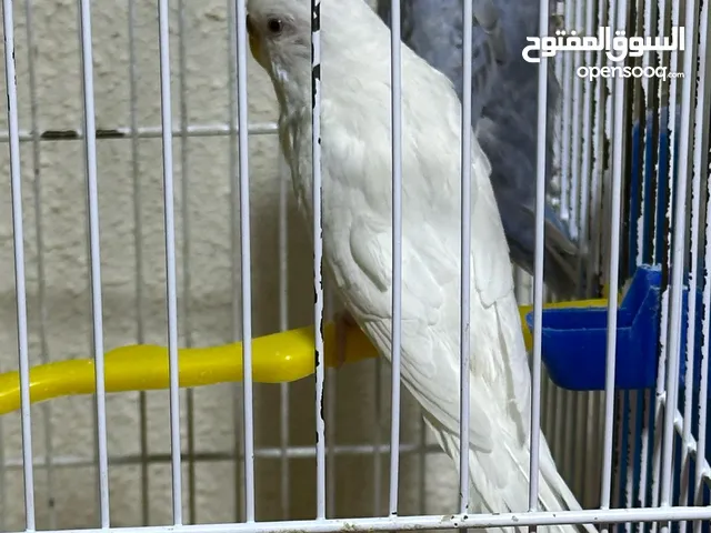 طيور للبيع كوكتيل والحب وطيور الجنة