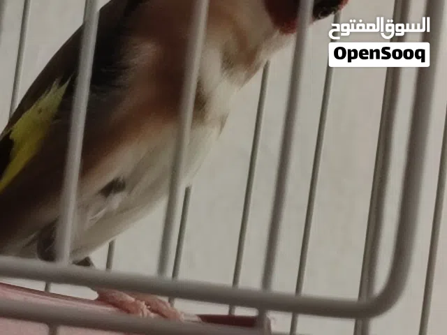 مطلوب مطلوب ذكر حسون ترباي أو فرخ عش بغني من مربي مش من تاجر