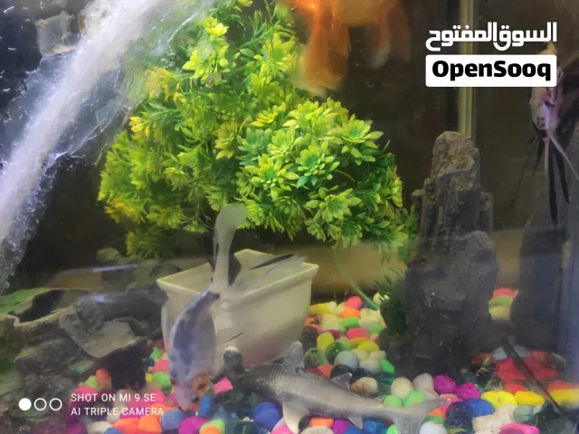 حوض معه اسماك عدد 4 اضائه واكسسوارات ماكور حجم كبير بس فطر بالحوض ومصلح موضح بالصوره