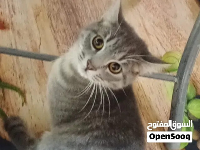 قطط بسعر رمزي نوع شانشيلا  القطتين