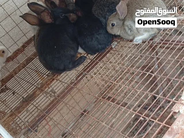 مطلوب مطلوب