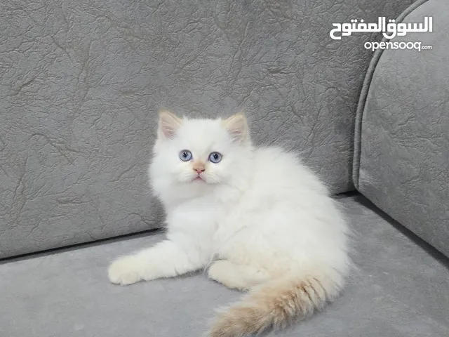 انثى هيمالايا بيور   pure hemlayan female