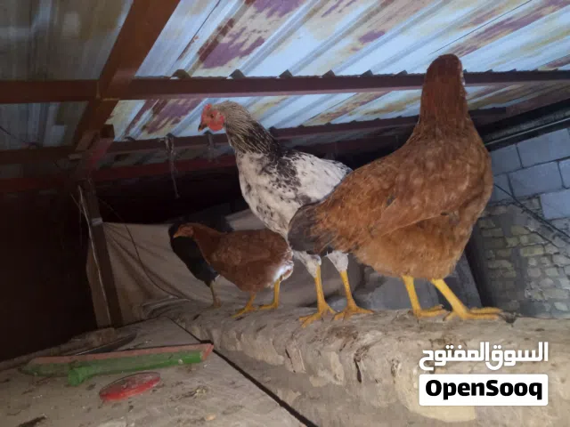 دجاج للبيع اقرء الوصف