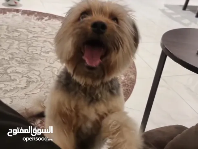 يورك شير فول ليش مدرب شي نضيف