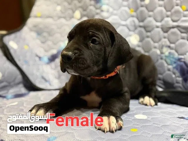 Great dane puppi جريت دان