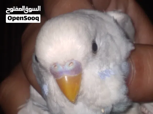 10دنانير عصفير حب