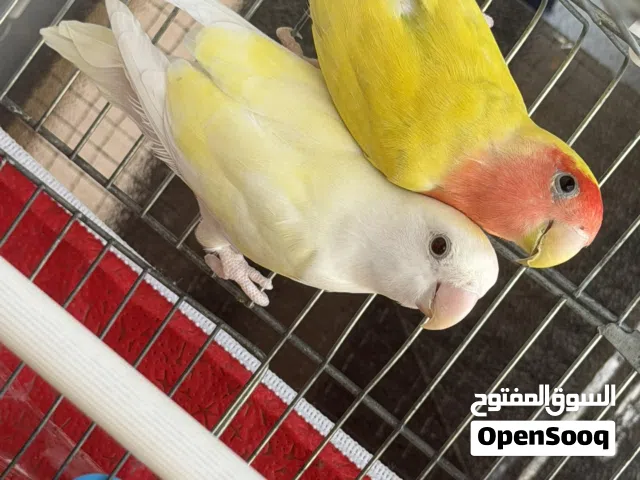 جوز روز صلاة النبي