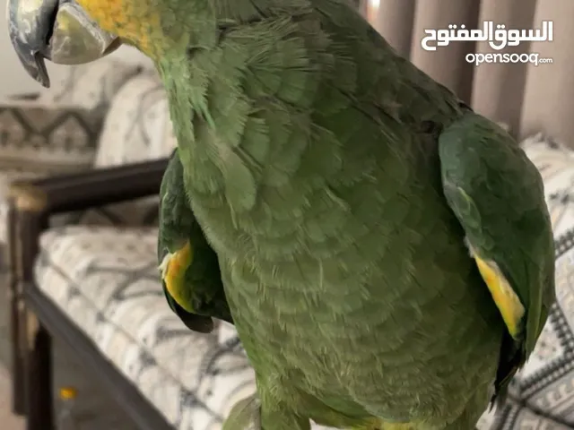 بغبغا الامازون