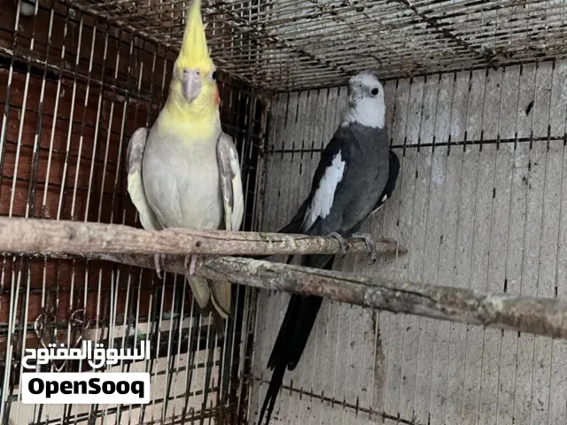 ازواج كوكتيل