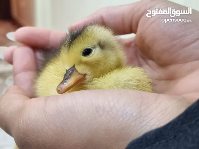 cute ducklings