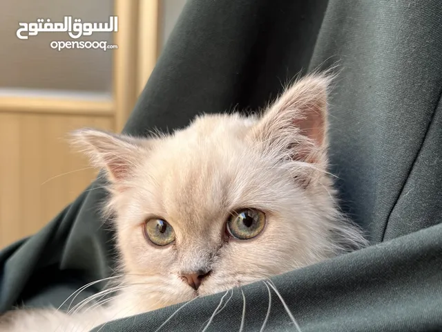 قطة سكوتش ستريت للبيع