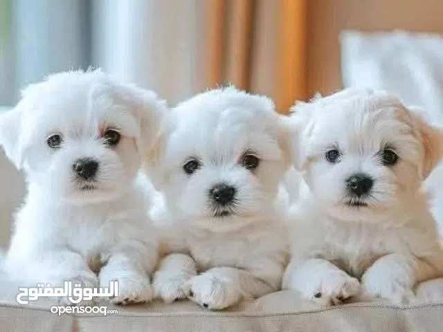 Maltese puppies ready in Dubai