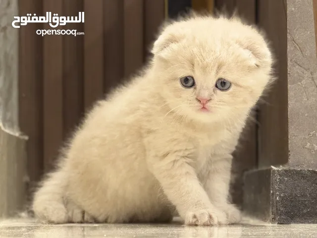 مجموعة قطط سكوتش فولد و ستريت مميزة للبيع