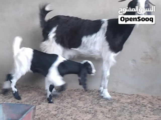 عنز حليب درجة ممتازة