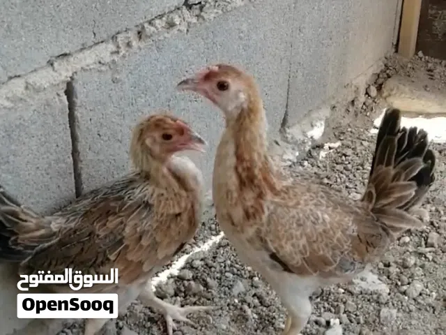 دجاج كويتي خط اول