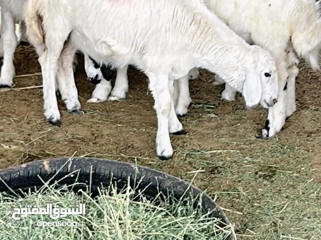 غنم للبيع يوجد خدمة توصيل لجميع المناطق