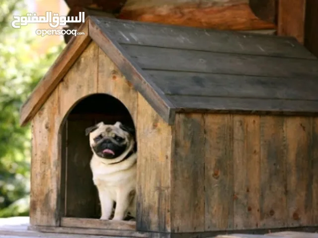 بيوت كلاب للبيع في الأردن في الاردن على السوق المفتوح