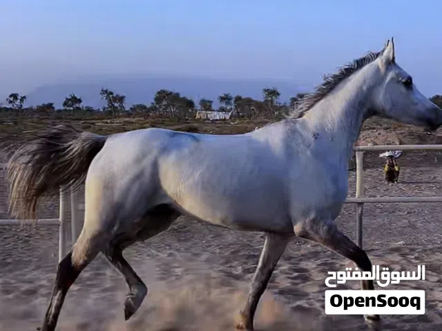 فرس عربي اصيل