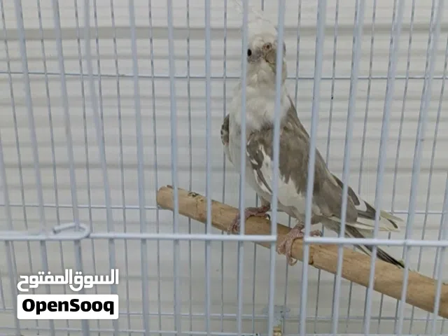 انثى كوكتيل بايد سينامون