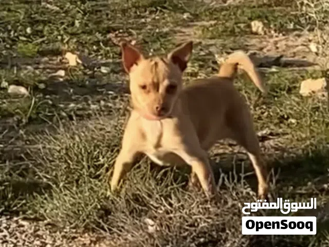 أنثى شيواوا