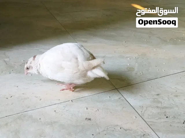 سمان ملكي للبيع