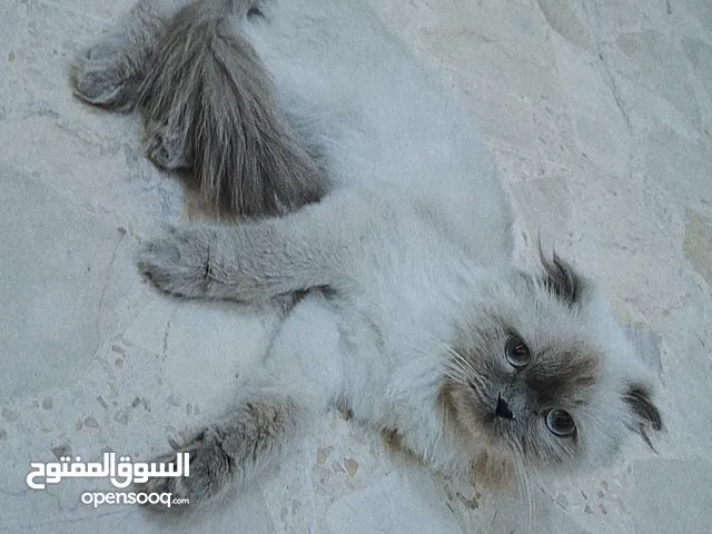 قط هيمالايا انثى عمره 8 شهور