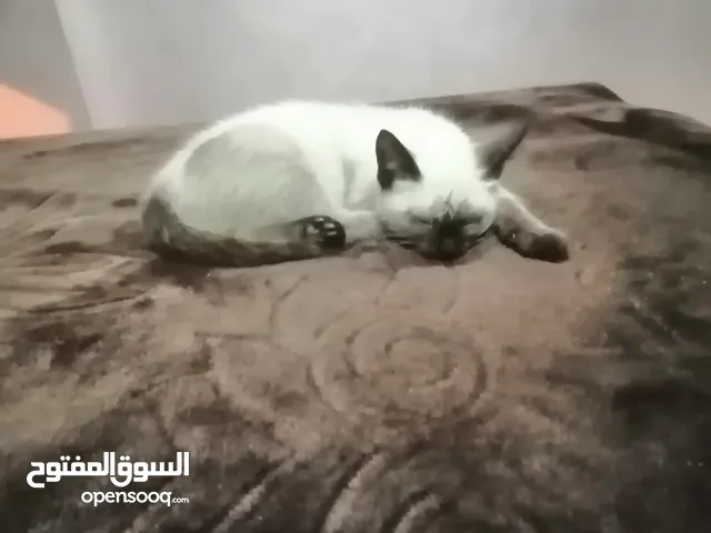 قطة سيامو للبيع.