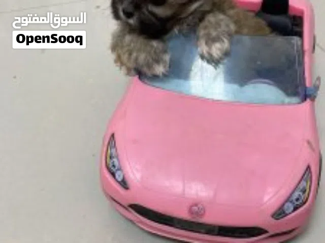 جرو ذكر بكنواه توي ميكرو لعبة كف اليد
