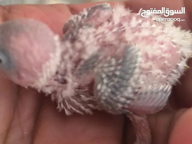 holandy baby budgies
