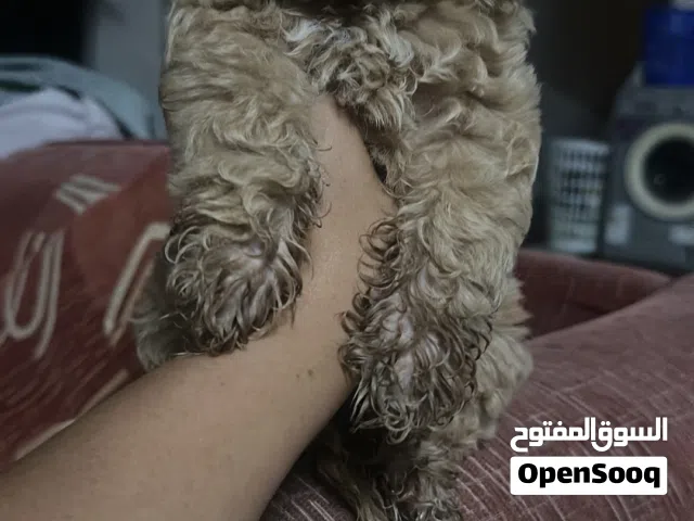 Cockapoo male