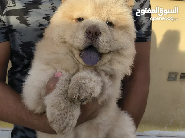 جرو تشاو تشاو، chow chow dog