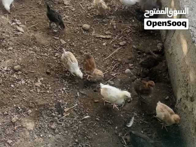 دجاج 10 ريال 20 حبه