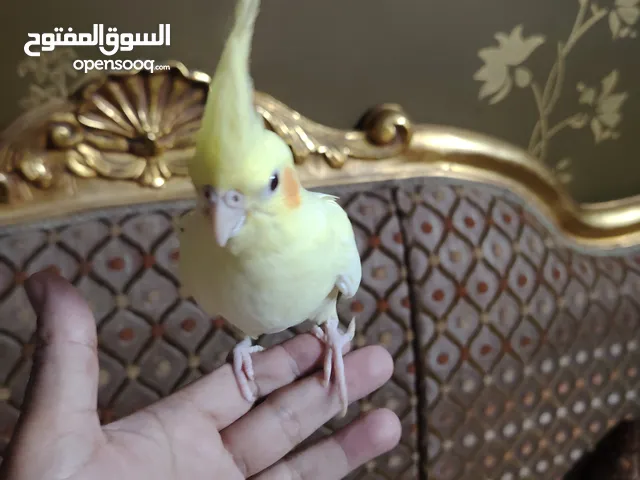 كوكتيل متدرب