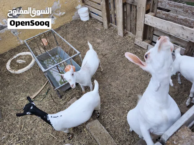 غنم صلالي 5 إناث 1 ذكر
