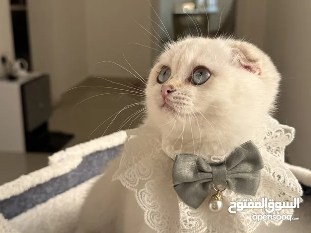 Scottish fold and Scottish Straight female blue golden shaded point short hair