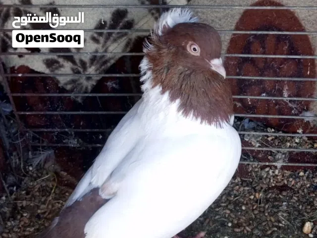 حمام كوم عددهم 36 ... انواع حلوه ومميزه .. بسعر 4 للطير .. بس البيع كوم