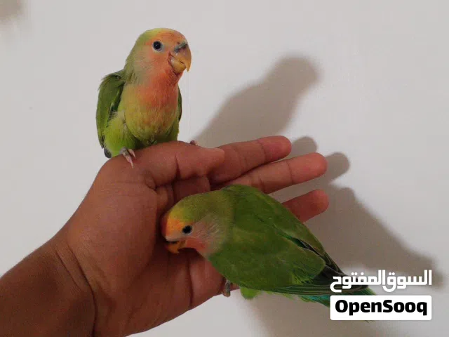 طرفين روز مروضات اقرو وصف