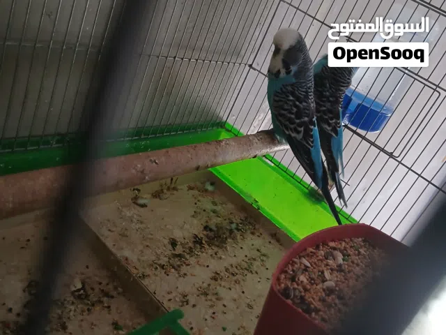 جوز حب انجليزي