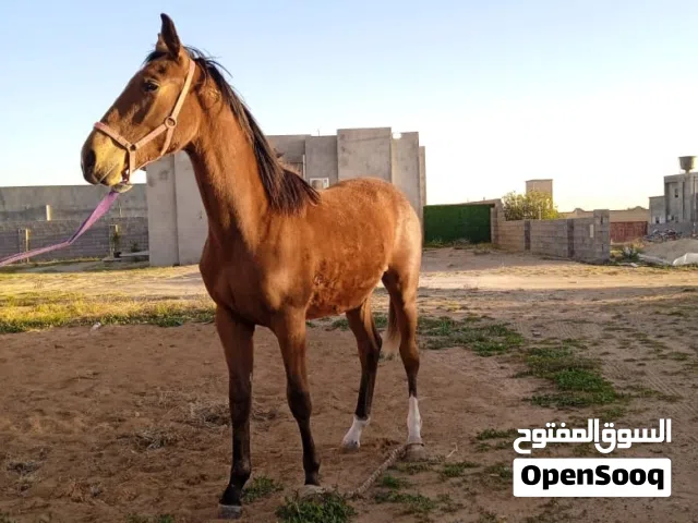 فلو الله يبارك