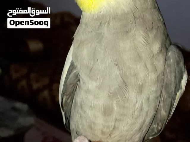 ابوسليم اقراء الوصف