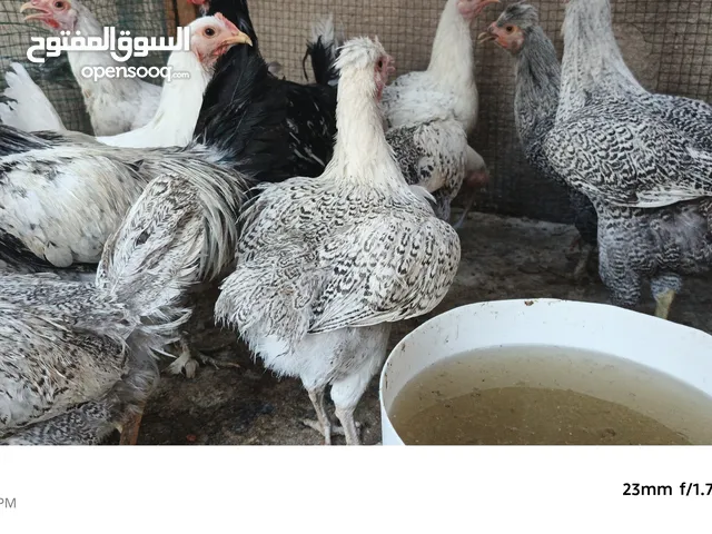 دجاج عرب للبيع