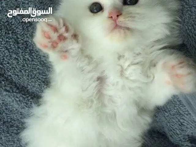 قطط هملايا مكس شنشيلا عمر 50 يوم