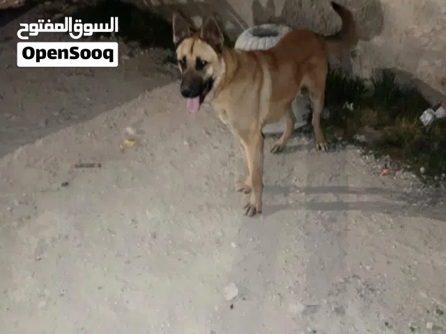 كلب بنين وبسعر حرق