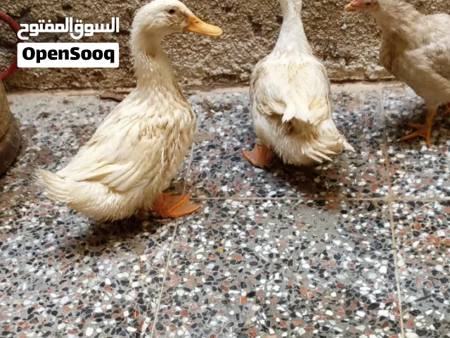 بش للبيع  مدينه الصدر