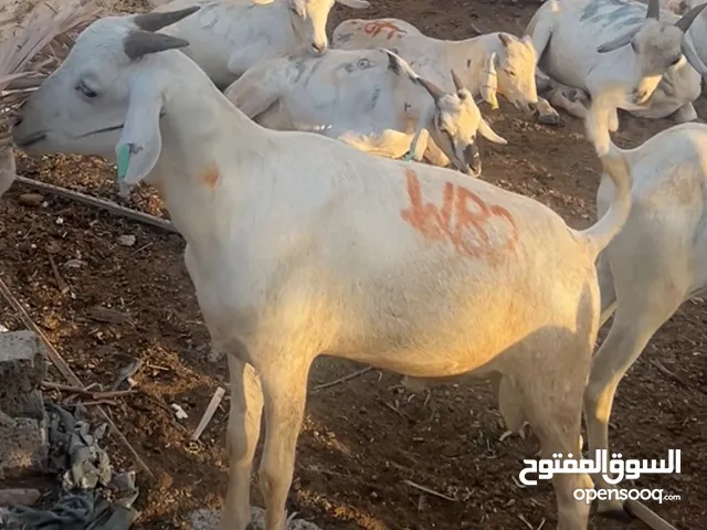 Babari tezz goats