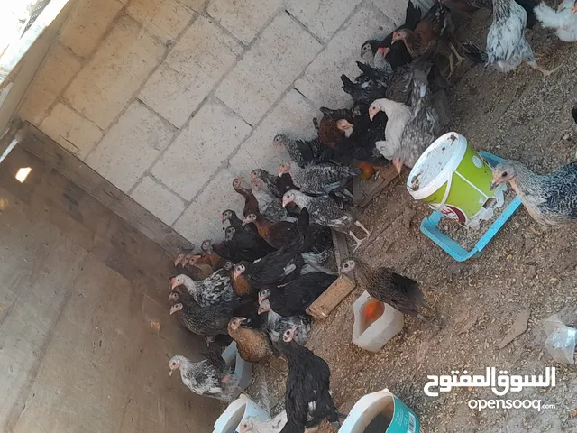 فروج بلدي للبيع تربية بيت